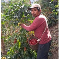 Ramassage du café du Pérou