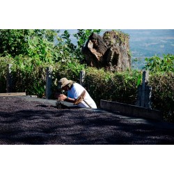 Café connaisseur du Salvador, Apaneca-Prestacafé à Pau