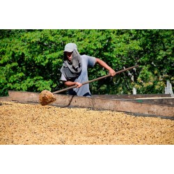 Café connaisseur du Salvador, Apaneca-Prestacafé à Pau